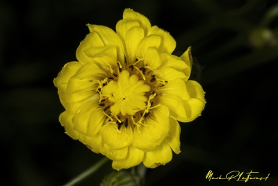 Texas Dandelion